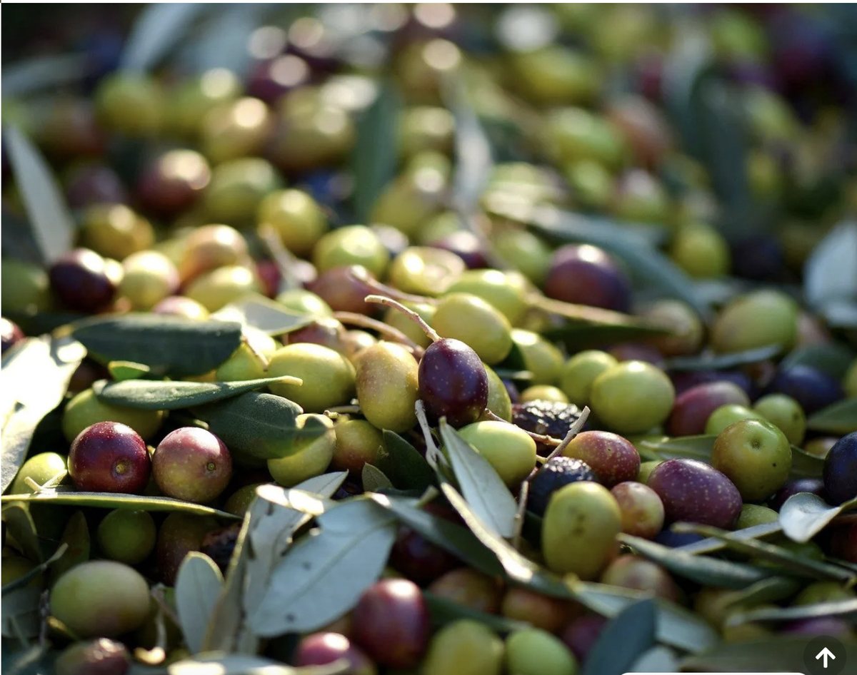 Olive Peranzana — Agricola Toma