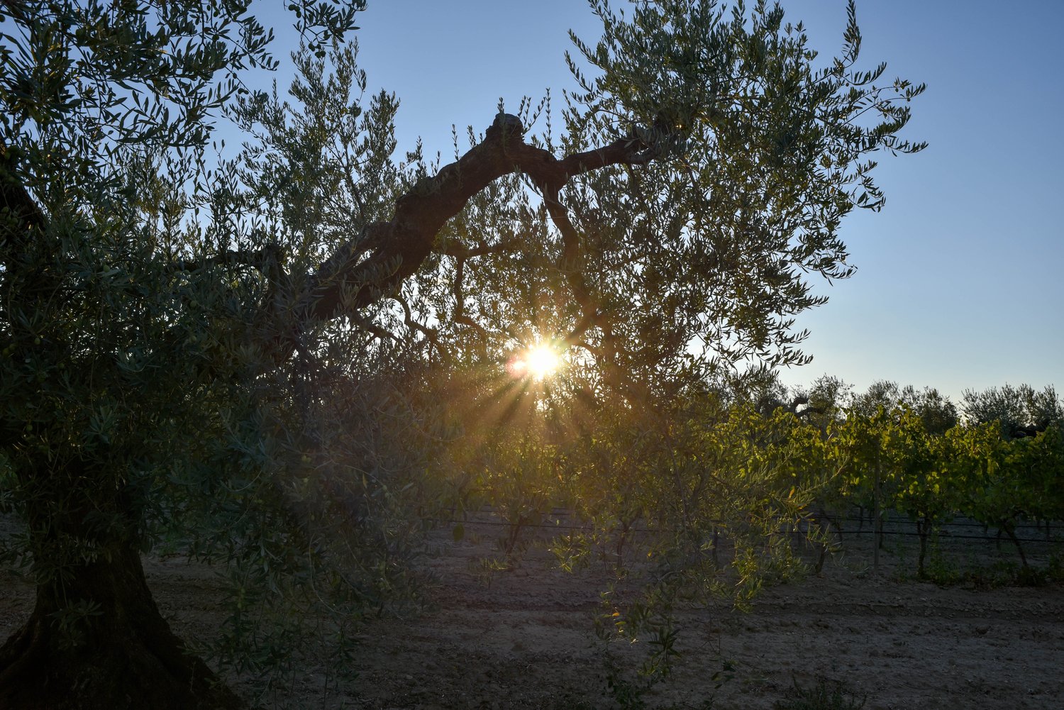 Uliveto Peranzana — Agricola Toma